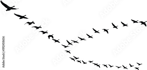 Black silhouettes of birds flying in curved V‑shape formation, migratory flock vector illustration, wildlife nature design, aerodynamics theme concept