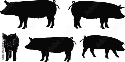 Black silhouettes of pigs in various positions, farm animal vector illustration, agriculture design, rural nature wildlife theme, domestic concept