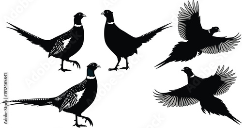 Pheasant silhouettes, standing and flying bird poses, stylized illustration, minimal design, feather detail, vector art, wildlife graphic design