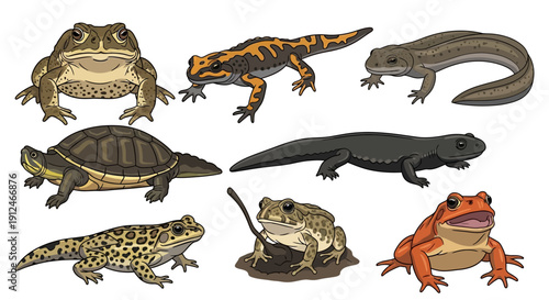 Collection of diverse amphibians and reptiles