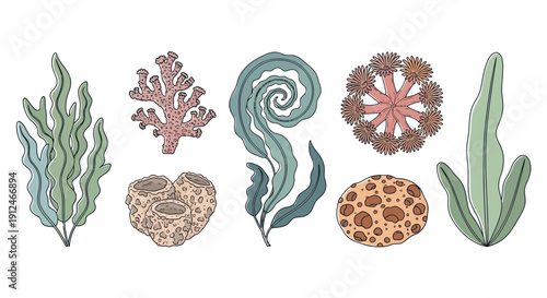 Collection of illustrated sea life and underwater plants