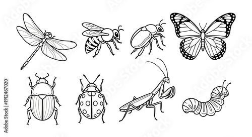Collection of diverse insect illustrations in line art style.