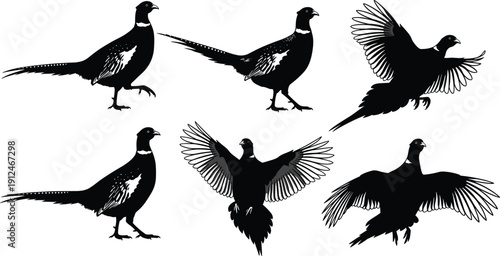 Pheasant silhouettes, standing and flying poses, stylized bird illustration, minimal design, feather detail, vector art, wildlife graphic design