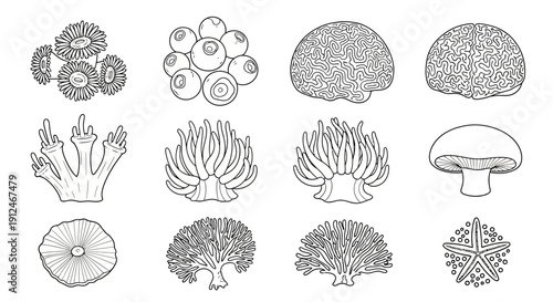 Illustration of various marine life forms and coral