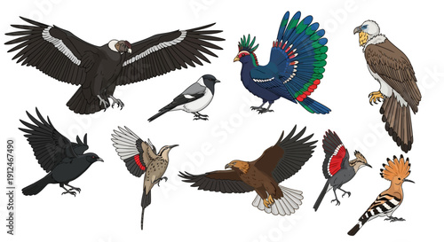 Collection of diverse bird illustrations with wings spread and perched