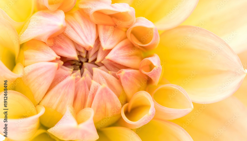 Obraz premium A close-up view of a vibrant flower's center, showcasing layered petals in shades of yellow and peach, capturing intricate details