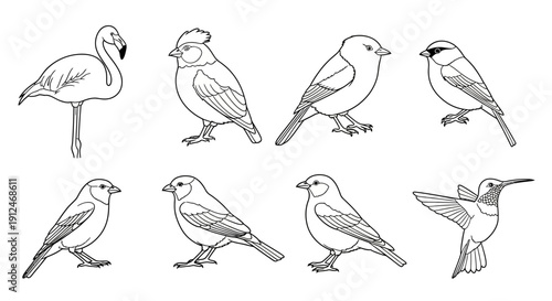 Collection of various bird outlines including flamingo, songbirds, and hummingbird illustrations.