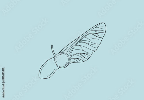 Detailed Outline Drawing of a Single Samara Seed Pod Element Flying with a Light Blue Background Abstract Natural Design