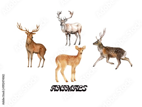 fallow deer isolated