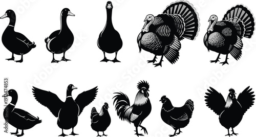 Farm bird silhouettes collection, duck goose turkey chicken rooster hen poses, poultry illustration set, rural animal icons, black vector