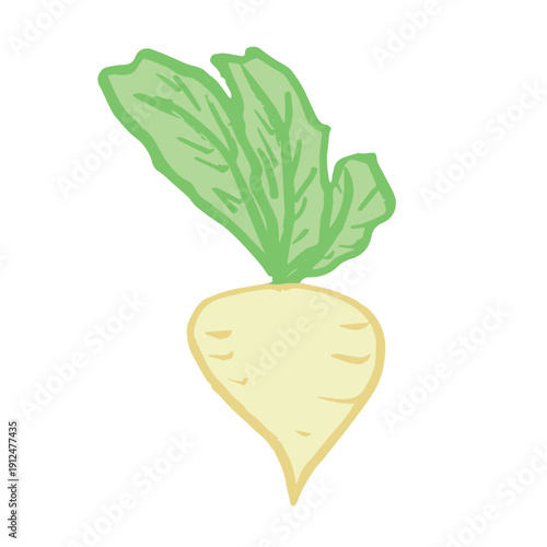 Hand drawn farm daikon radish plant with green leaves Fresh vegetable doodle Healthy eco food Organic garden vegetarian food For design, print, packaging, decor, kids books