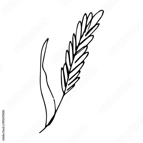 Hand drawn cereal wheat oat rye barley rice ears spikelet clipart Organic wheat bread agriculture farming harvest healthy food Single element for print packaging label design decor