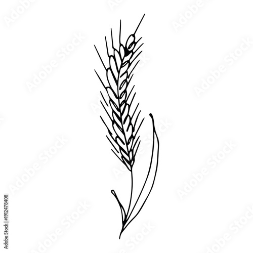 Hand drawn cereal wheat oat rye barley rice ears spikelet clipart Organic wheat bread agriculture farming harvest healthy food Single element for print packaging label design decor