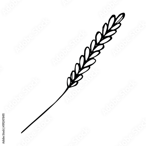 Hand drawn cereal wheat oat rye barley rice ears spikelet clipart Organic wheat bread agriculture farming harvest healthy food Single element for print packaging label design decor