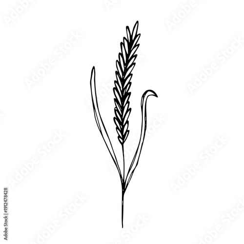 Hand drawn cereal wheat oat rye barley rice ears spikelet clipart Organic wheat bread agriculture farming harvest healthy food Single element for print packaging label design decor