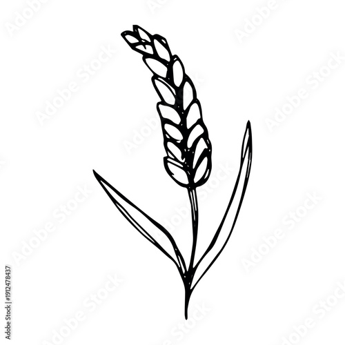 Hand drawn cereal wheat oat rye barley rice ears spikelet clipart Organic wheat bread agriculture farming harvest healthy food Single element for print packaging label design decor