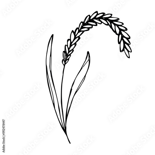 Hand drawn cereal wheat oat rye barley rice ears spikelet clipart Organic wheat bread agriculture farming harvest healthy food Single element for print packaging label design decor