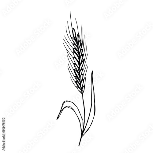 Hand drawn cereal wheat oat rye barley rice ears spikelet clipart Organic wheat bread agriculture farming harvest healthy food Single element for print packaging label design decor