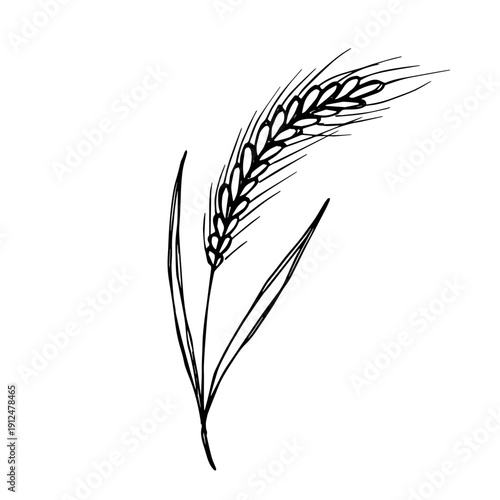 Hand drawn cereal wheat oat rye barley rice ears spikelet clipart Organic wheat bread agriculture farming harvest healthy food Single element for print packaging label design decor
