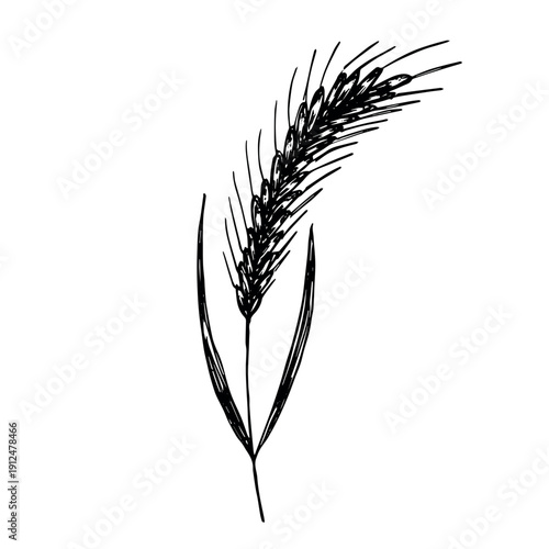 Hand drawn cereal wheat oat rye barley rice ears spikelet clipart Organic wheat bread agriculture farming harvest healthy food Single element for print packaging label design decor