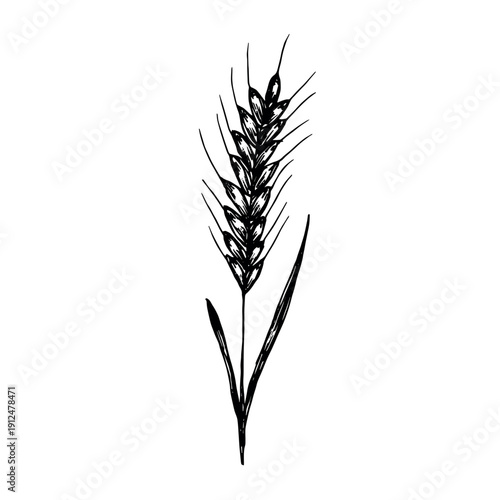 Hand drawn cereal wheat oat rye barley rice ears spikelet clipart Organic wheat bread agriculture farming harvest healthy food Single element for print packaging label design decor