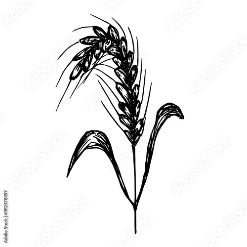 Hand drawn cereal wheat oat rye barley rice ears spikelet clipart Organic wheat bread agriculture farming harvest healthy food Single element for print packaging label design decor