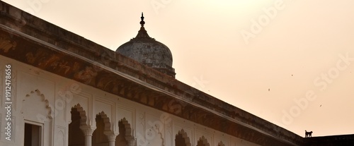 Photography Monkey at Agra Fort