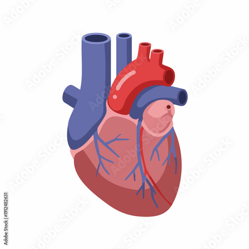 Isometric Detailed Human Heart Organ Anatomy Internal Structure Illustration