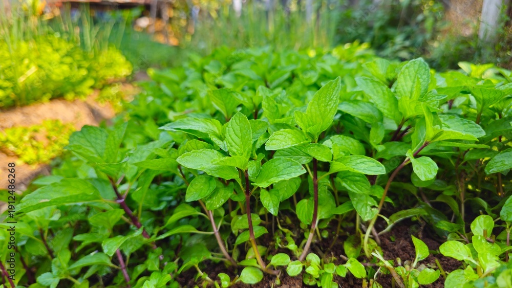 Obraz premium Fresh green basil plants growing in organic garden. Home gardening concept. Hand holding basil in organic vegetable garden. lush Thai basil or holy basil in vegetable bed.