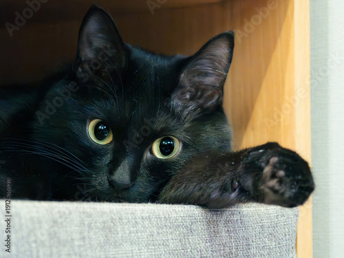 Portrait of young Bombay cat. Black cat is looking at a camera