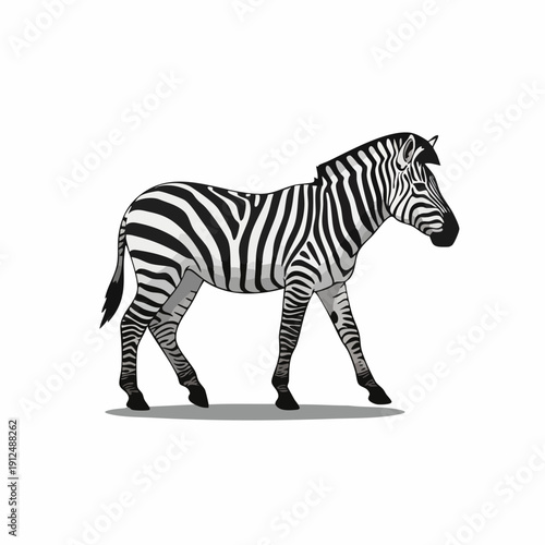Realistic Side View Zebra Wildlife Mammal Walking Animal Illustration
