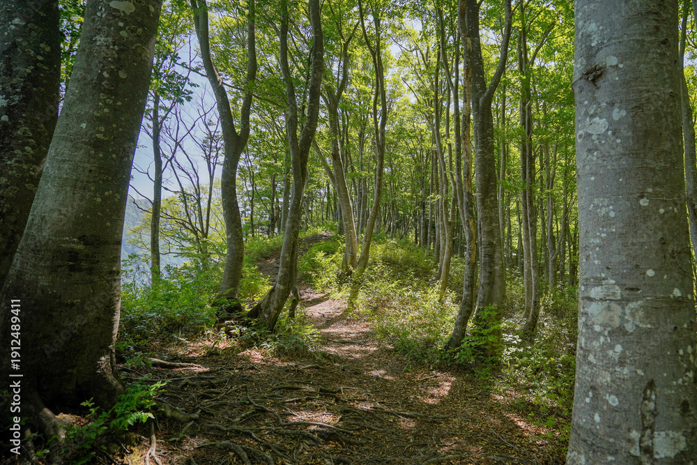 Obraz premium 春の大嵐山の緑が美しいブナ並木