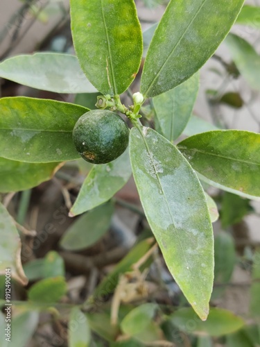 Fresh raw lemon or orange on the branch