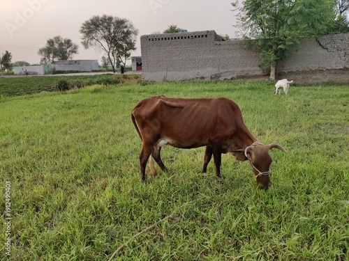 brown cow in the village having grass with white goat