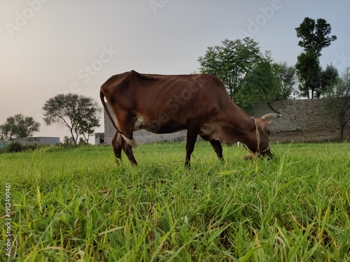 Cows in the field having grass during the sunset in the village