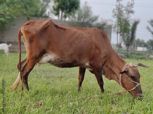 close-up shot of a brown cow eating grass in the village during sunset moments