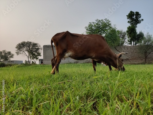 cows in the meadow during sunset evening eating grass