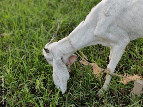 white goat on green grass closeup neck photoshot