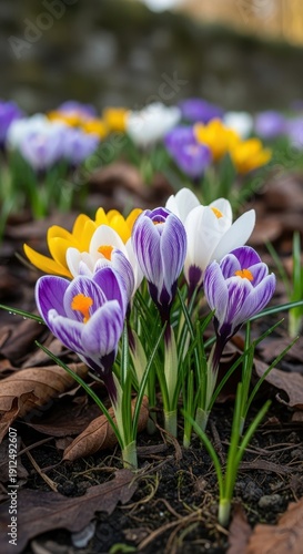 Colorful Crocus Flowers Blooming in Spring Garden.