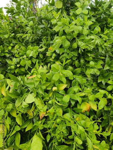 background of green leaves after rainfall, super fresh orange plant leaves