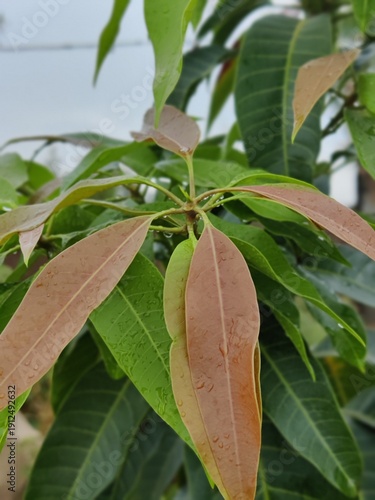 magoes leaves after a fresh rainy day, no title match 