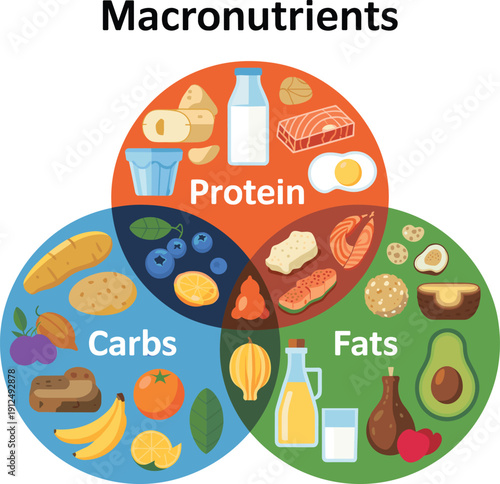 Macronutrients Venn Diagram Infographic, Healthy Food Categories for Protein Carbs and Fats, Nutritional Education Vector Illustration