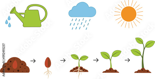Plant growth stages vector illustration with watering can rain sun and seed germination for education