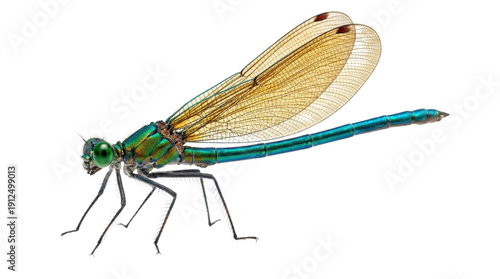Metallic green and blue dragonfly with translucent golden wings on a white background, side view