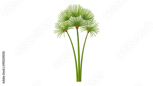 A close-up shot of three green horsetail plants with a white background, showcasing their distinctive, spiky foliage and slender stems.