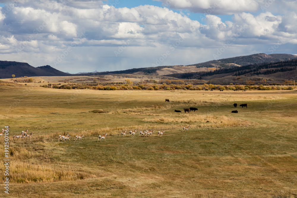 Obraz premium Pronghorn Antelope Moving Across Open Western Rangeland