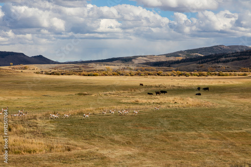 Pronghorn Antelope Moving Across Open Western Rangeland