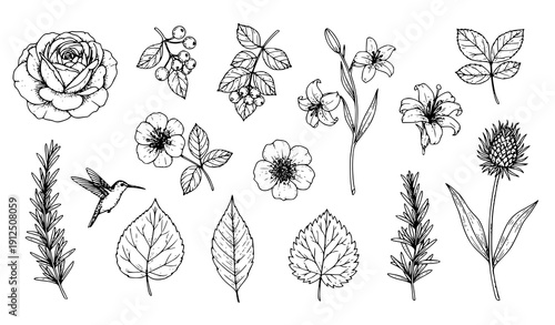 Title
Vintage botanical floral line drawing vector set in black ink style