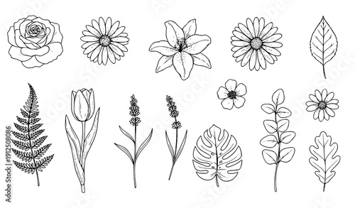 Title
Hand drawn botanical floral sketch vector set in black ink on white background