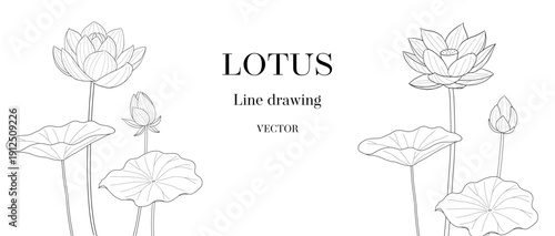 ハスの花と蕾の線画ベクターイラスト